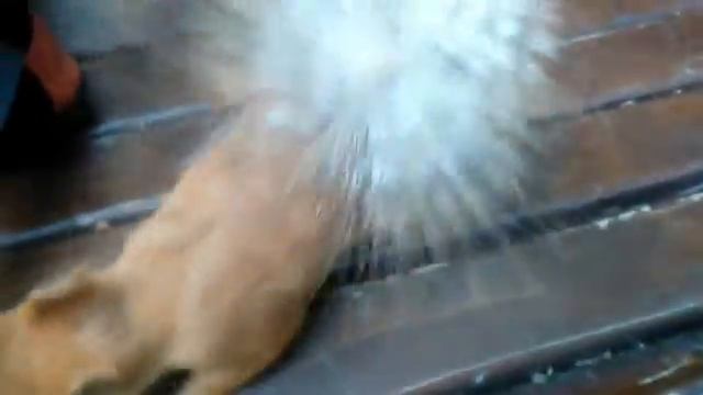 Бе бе белки смотреть онлайн