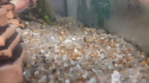 сбор икры аксолотлей