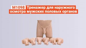 М1098 - Тренажер для наружного осмотра мужских половых органов