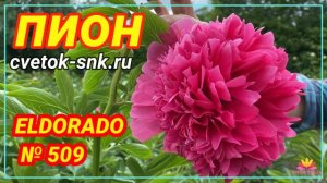 Пион Eldorado. Цветение 2022 года / Сад Ворошиловой