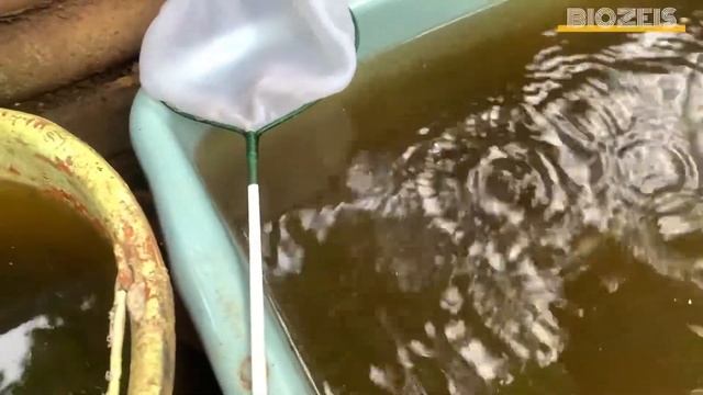 PENYEBAB GAGAL KULTUR | memilih Stater berdasarkan umur dan ukuran moina sp untuk budidaya kutu air смотреть онлайн