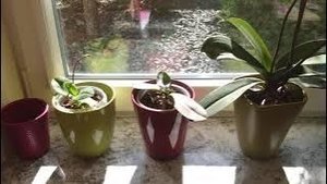 Снова сработало! Опять новые цветоносы на Опхидее.