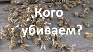 Могут ли пчелы убить свою единственную матку