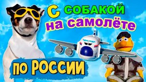 Как перевезти собаку в самолете по России. Правила и документы. Наш опыт