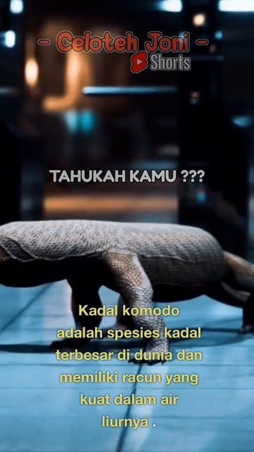 Tahukah kamu fakta unik Komodo #shortsvideo #faktaunik #tahukahkamu