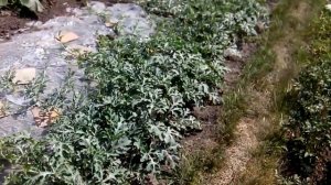 Убойный биопрепарат от колорадского жука получился! часть 2