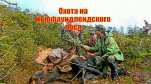 Охота на ньюфаундлендского лося в свободное от работы время