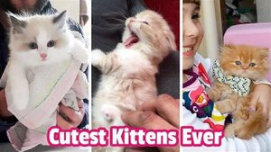 Самые милые котята НА СВЕТЕ! Подборка видео с очаровательными и забавными котятами
