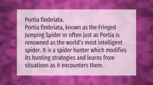 Do all spiders have 8 legs?