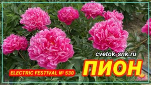 Пион Electric Festival. Цветение 2022 года / Сад Ворошиловой