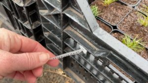 Очень хороша сосна горная Пумильо