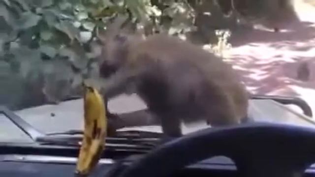 Обезьяна и банан за стеклом авто. смотреть онлайн