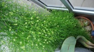 Вьющееся чудо, растущее из шара — бовиэя