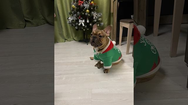 Песня на заказ для французика Вилли смотреть онлайн