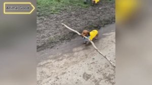 Самые смешные животные 😂 Приколы с котами и собаками 2025 😺🐶 Часть 21