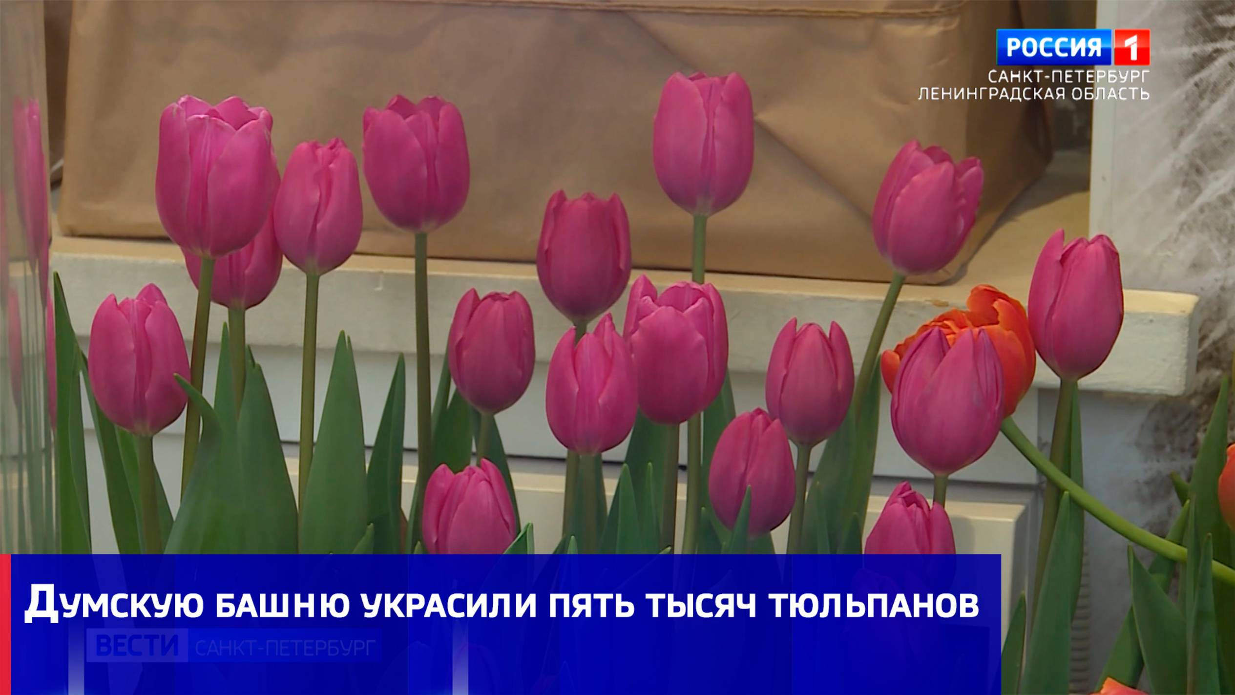 Думскую башню украсили пять тысяч тюльпанов