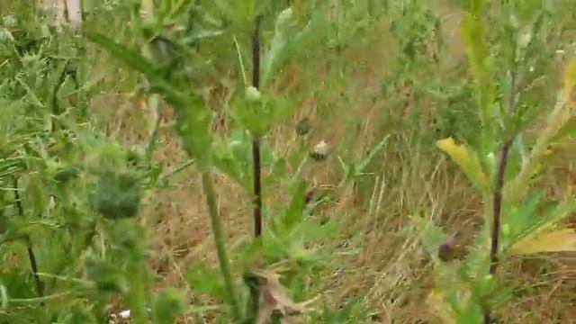 Cirsium eriophorum(Wolköpfige Kratzdistel) смотреть онлайн