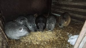 У "СВАРЩИКА" самый крутой дом! Разыгралась метель... 24.02.25