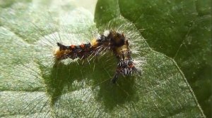 ГУСЕНИЦЫ: Orgyia antiqua (Кистехвостка Обыкновенная)