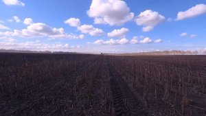 Уборка подсолнечника комбайны РСМ-161. ТОРУМ-785. КЕЙС.