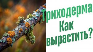 Как вырастить триходерму?