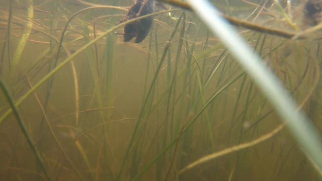 Подводная жизнь на полоях 4 смотреть онлайн