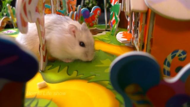 Джунгарики Буся и Нюся в Пряничном Домике. Видео с хомяками