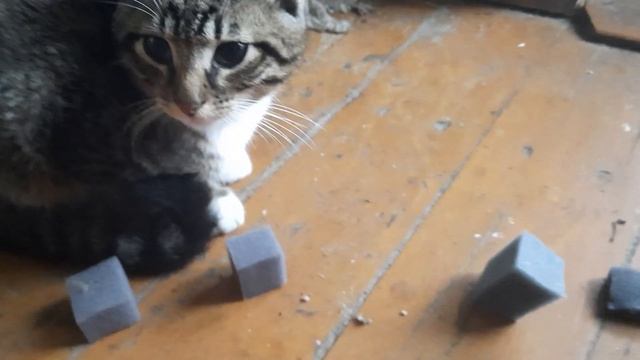 🐈ёжик заблудился 😉 смотреть онлайн