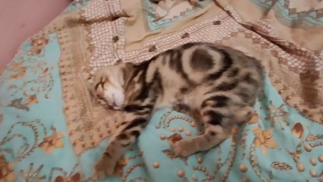 Шотландский котенок Китти смотреть онлайн