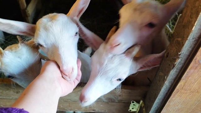 VLOG: ВЫХОДНЫЕ В ДЕРЕВНЕ 🏡 НАШИ ПОКУПКИ👛💰👐 23.04.23. смотреть онлайн