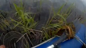 ДУША ПОЕТ ОТ ТАКОЙ РЫБАЛКИ! КЛЮЕТ КРУПНЫЕ КАРАСИ, КРАСНОПЕРКА...! ВСЕМ ХОРОШЫХ УЛОВОВ