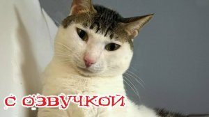 Приколы с котами! Смешные коты и собаки - С ОЗВУЧКОЙ! Самые смешные животные!