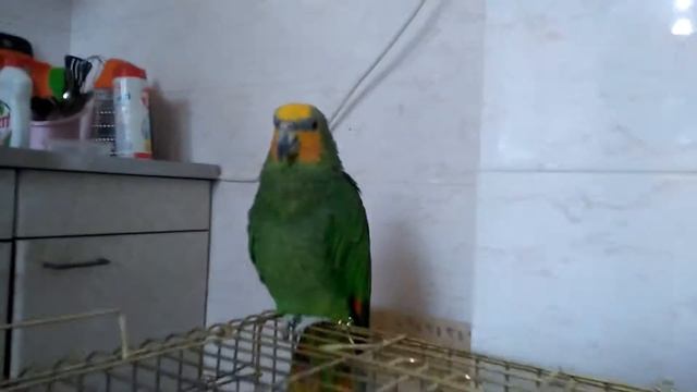 Александрийский попугай птенец и венесуэльский амазон смотреть онлайн