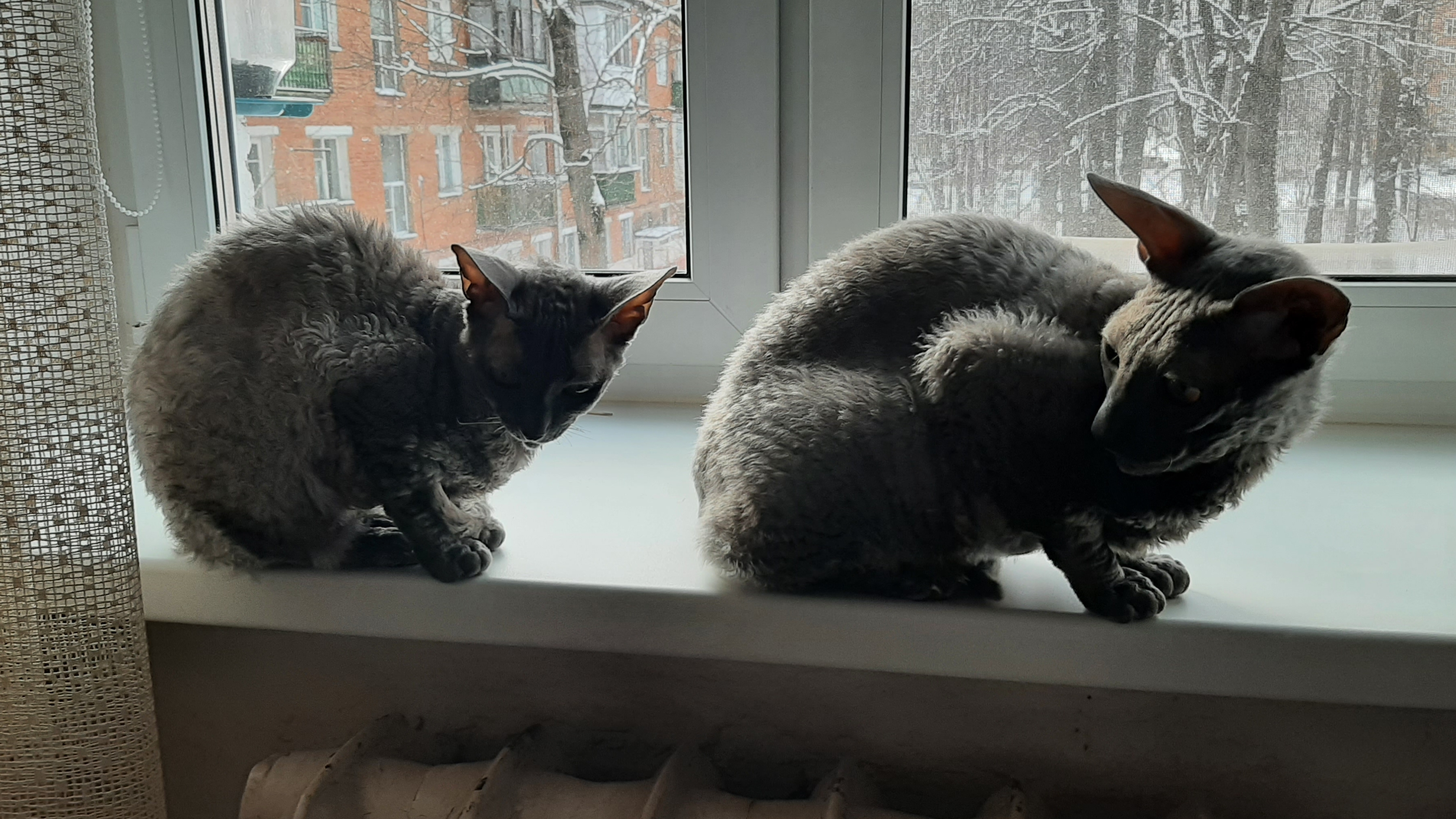 как-то раз у БаБуЛи👍🐈 смотреть онлайн