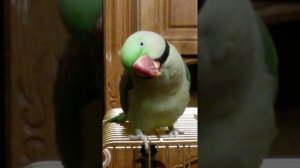 Прошечка .ожереловый попугай