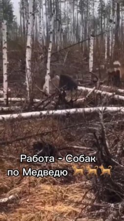 Работа Собак по 🐻🐕🐕🐕