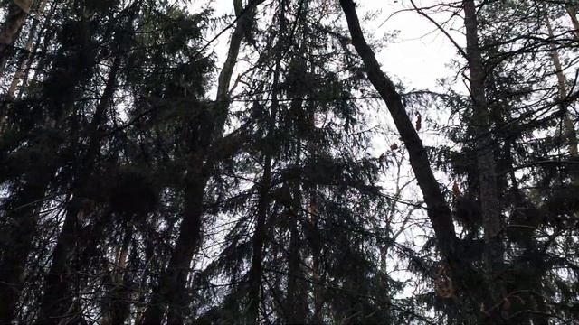 Прогулка в лесу в феврале 2020 Чехия, недалеко Праги смотреть онлайн