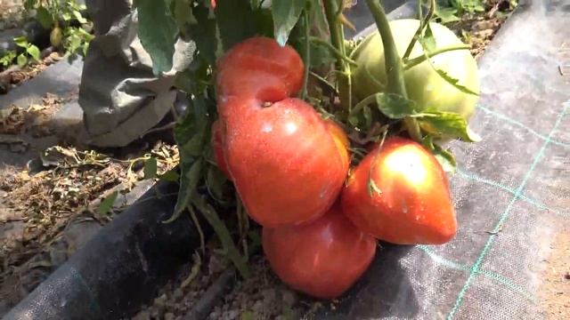 Recoltă de roșii gigant 1 смотреть онлайн