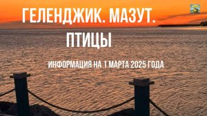 Геленджик, мазут, птицы, информация на 1 марта 2025 года