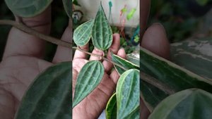 Hoya Macrophylla Variegata