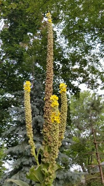 Giant Mullein, Adorned and Adored смотреть онлайн