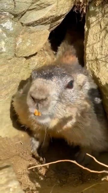 marmota смотреть онлайн