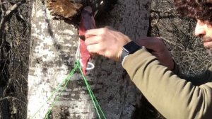 Отдых в сухом зимнем лесу с питомцем