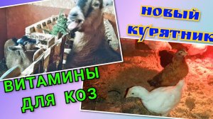 ВИТАМИНЫ ДЛЯ КОЗ. КУРЯТНИК ДЛЯ ЦЫПЛЯТ.