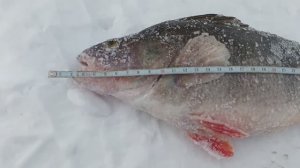 Нашли логово крупного окуня. Где искать окуня в глухозимье. Подводное видео