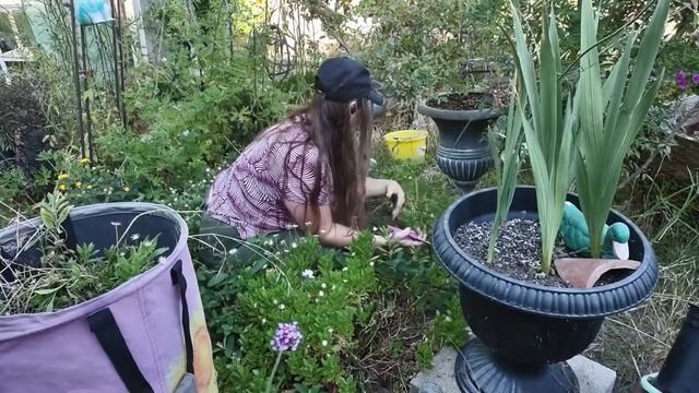 Hard Pruning African Daisies смотреть онлайн