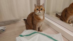 Кот и пакет #кот #котики