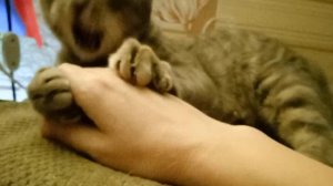 Кисинь -мурмысинь!😺🐈⬛🐈