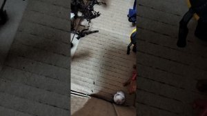 Мини шляйх фильм. 
,, Как проходит день в конюшне ,,
 1 Глава.