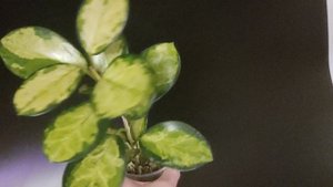 Хойя Аустралис Лиза